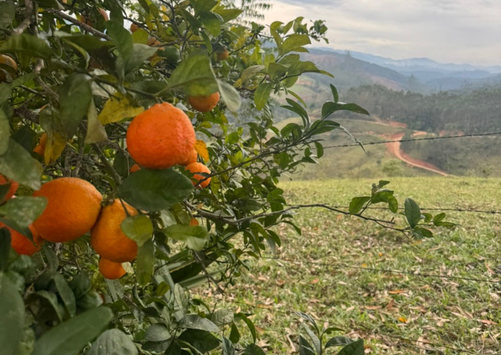 Você conhece o limão cravo? Lançamento da Pilsen Caipira da Luci