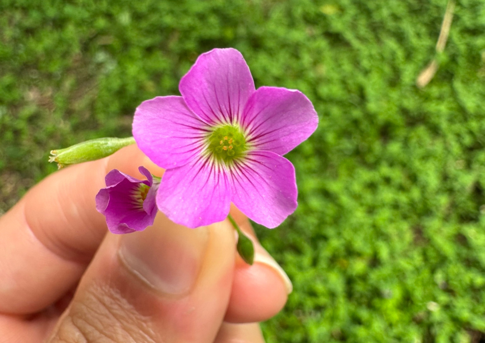 Contemplar a beleza como caminho para a lucidez