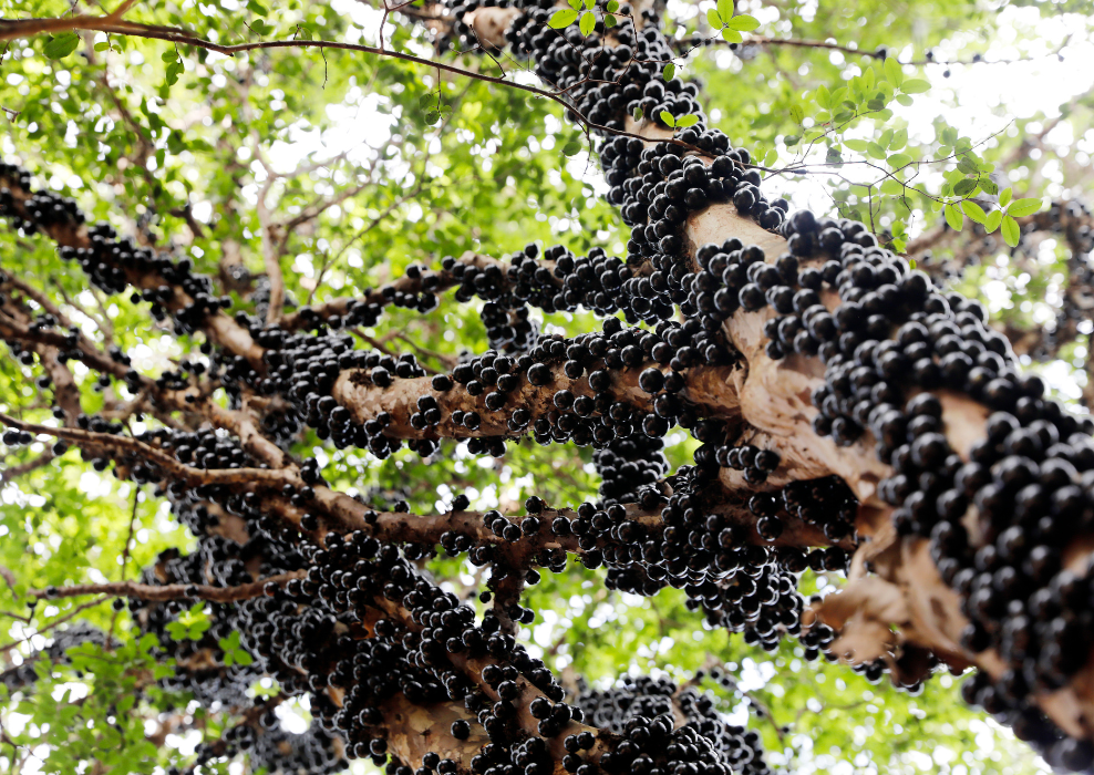 Jabuticaba berry brasileira, originária da nossa Mata Atlântica